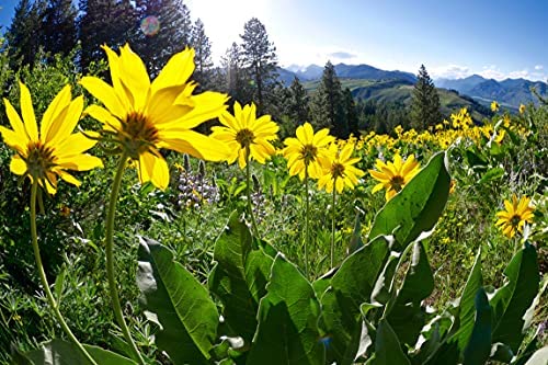 OLLOIS Arnica Montana 6C – Organic, Lactose-Free Homeopathic Pellets (80 Pellets)