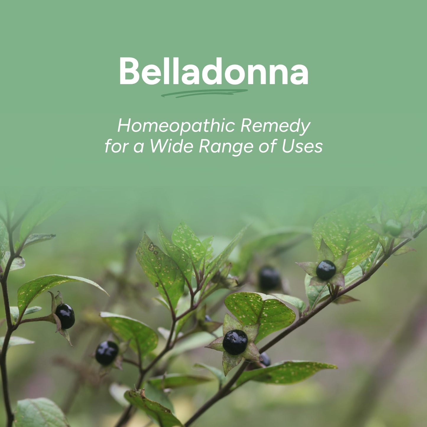 OLLOIS Belladonna 30C Organic Homeopathic Medicine – Lactose-Free, Kosher, 80 Pellets (Pack of 3)