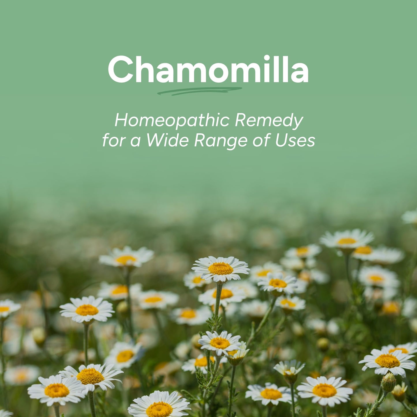 OLLOIS Chamomilla 30C Organic, Lactose-Free, Kosher Homeopathic Medicine | 80 Pellets (Pack of 3)