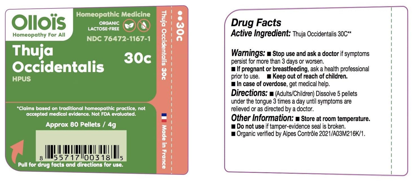 OLLOIS Thuja Occidentalis 30c Organic, Lactose-Free, Kosher Homeopathic Medicine, 80 Pellets (Pack of 3)