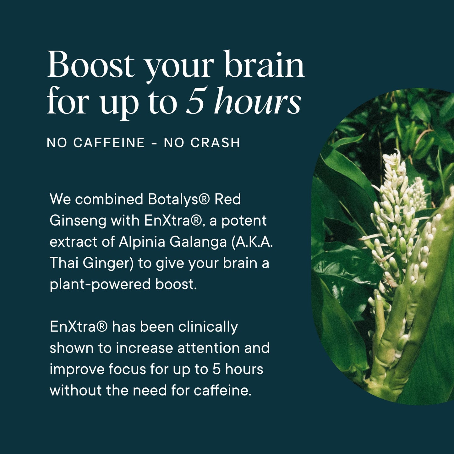 Ora Organic Brain Health Supplement for Focus, Mental Energy & Memory - Panax Red Ginseng, Bacopa Monnieri, Alpha GPC & EnXtra - 60 Capsules