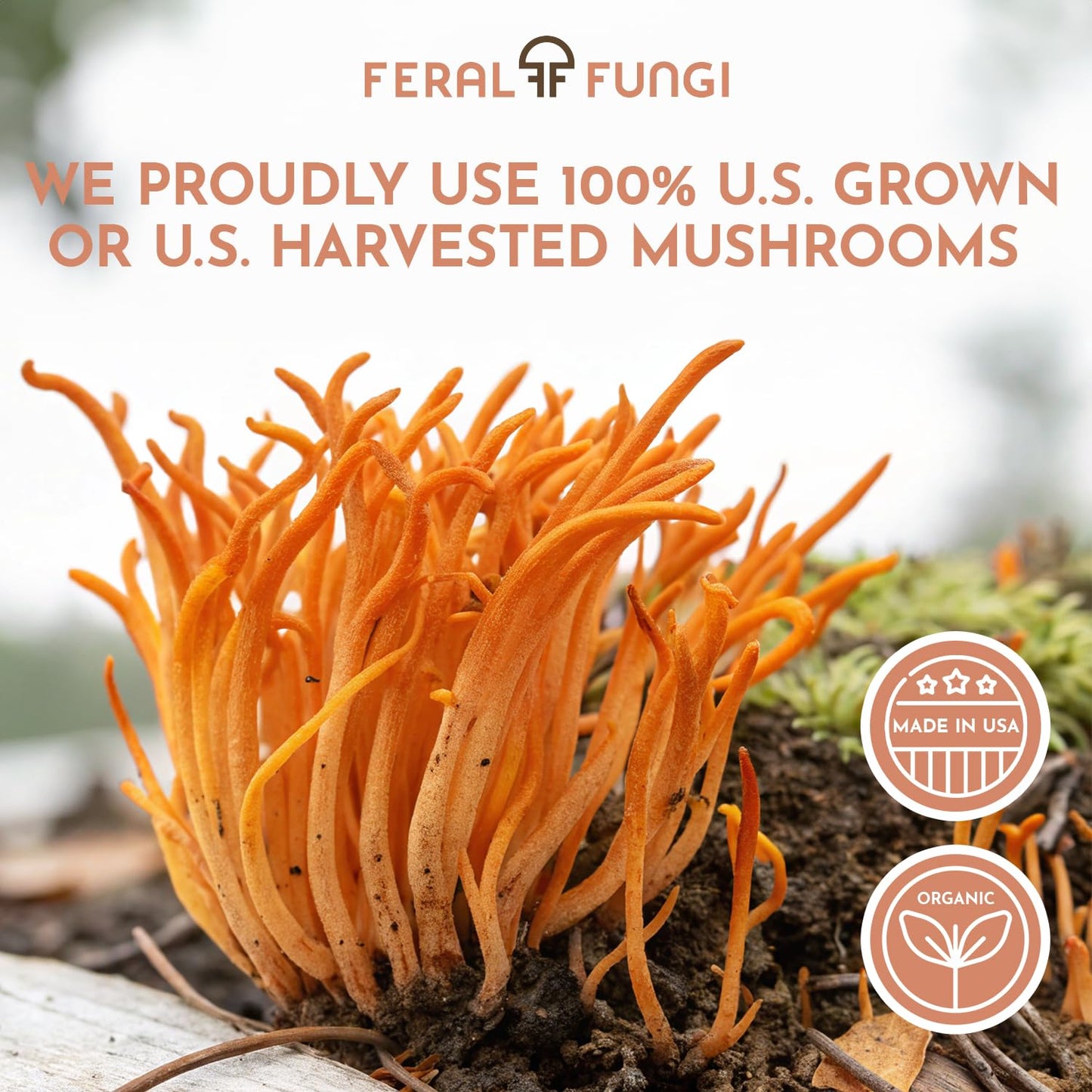 Feral Fungi Cordyceps Tincture – 100% Pure Mushroom Extract (USA Grown) 1 oz