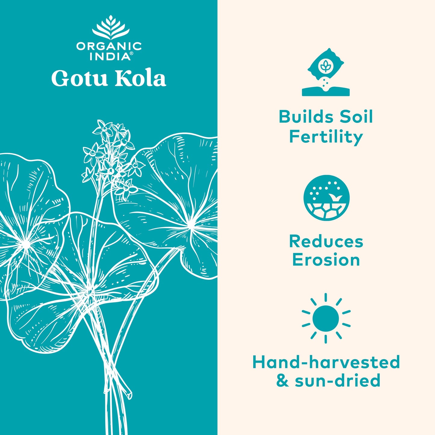 Organic India Gotu Kola - Centella Asiatica | Brain Support, 90 Caps