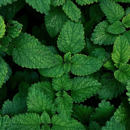 Organic Mint Essential Oil 1/3 Oz (10ml) Mentha arvensis – 100% Pure & Undiluted Aromatherapy