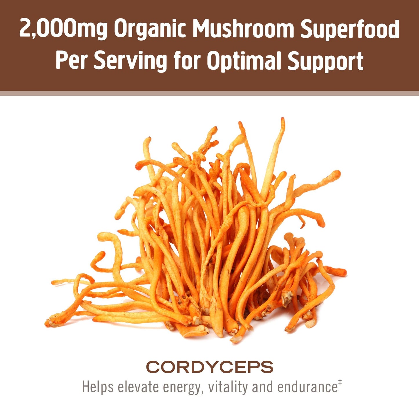 OM Mushroom Cordyceps Powder – Organic, Vegan, Non-GMO, Gluten-Free | Energy & Endurance Support