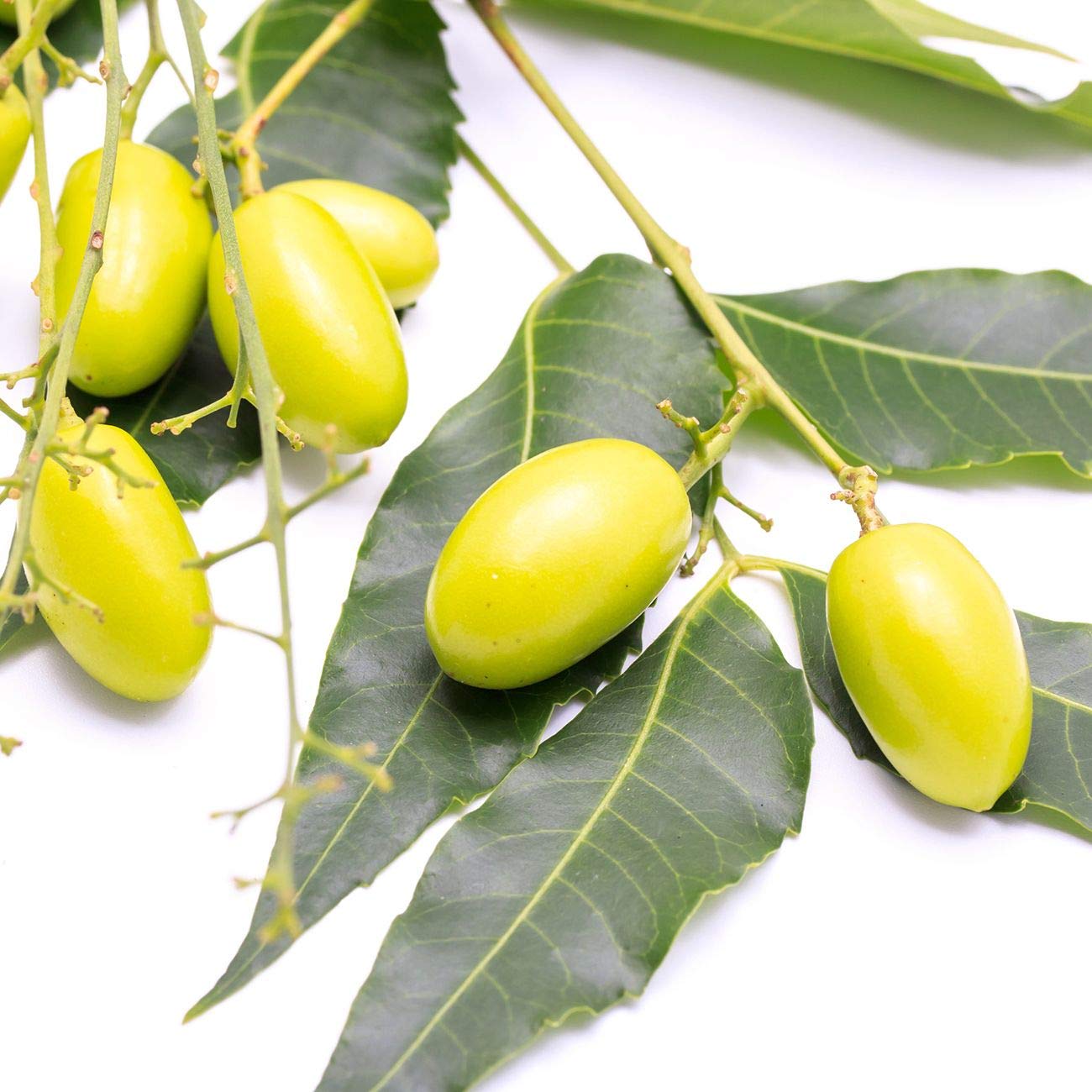 Organic Neem Oil 100% Pure Cold-Pressed – Skin, Hair & Plants (4 oz)