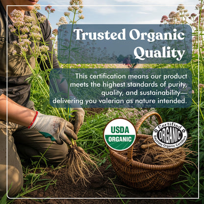 American Standard Organic Valerian – 90 Capsules, Pack of 2 | Vegan, Gluten Free, Non-GMO
