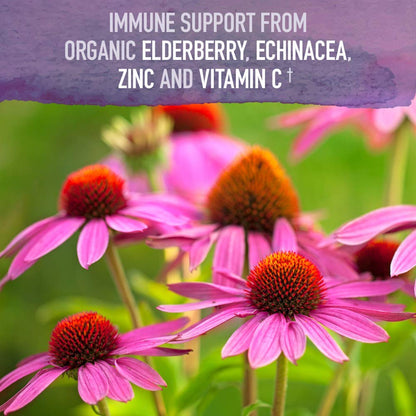 Garden of Life Organics Elderberry Immune Syrup – Sugar Free, 6.59 floz (195 mL) for Kids & Adults