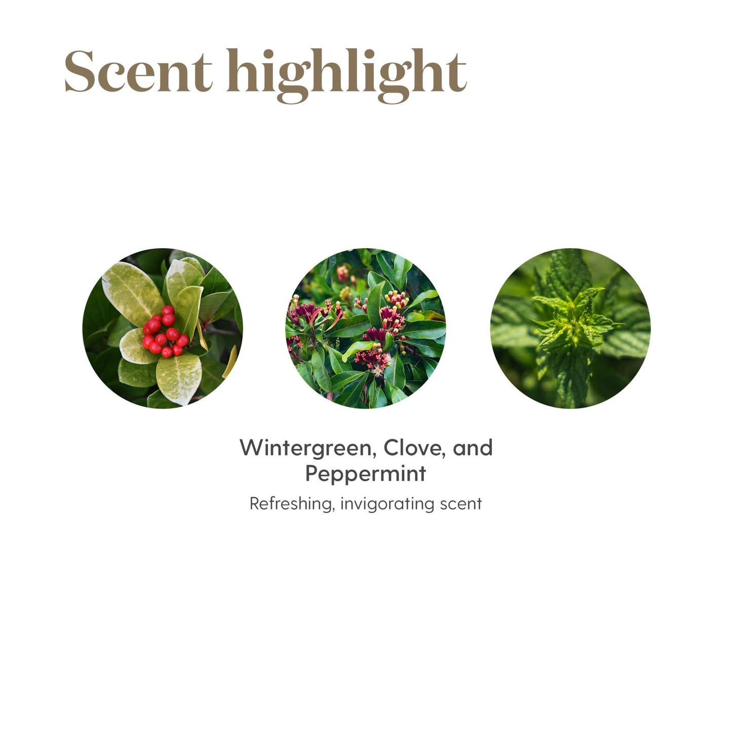 PanAway 5ml Essential Oil by Young Living Essential Oils | Post-Workout Refresh & Invigorating Aroma