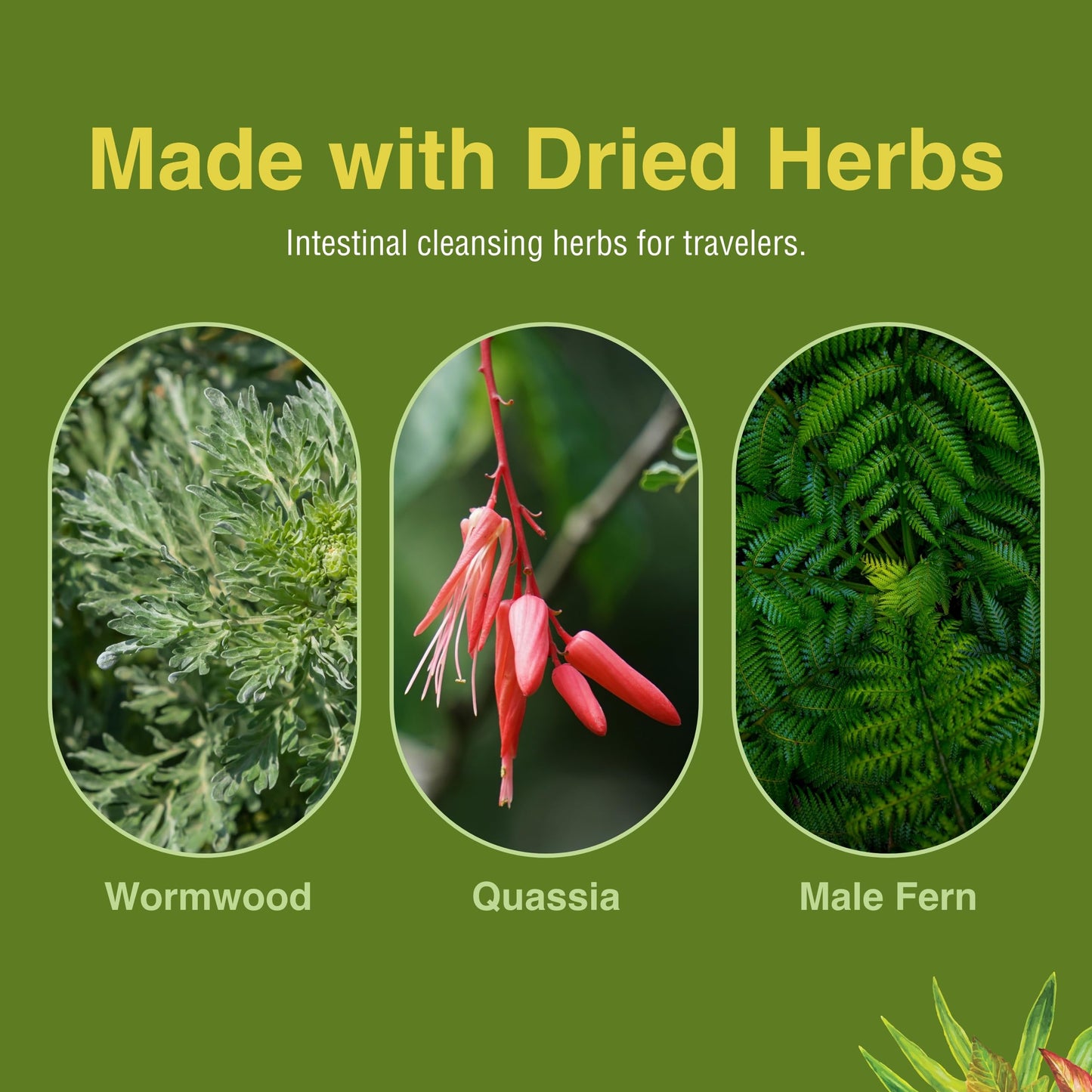 Herbs Etc. ParaFree - Gastrointestinal Support | Digestive Herbal Supplement 60 Softgels