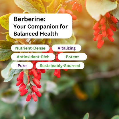 Paradise Herbs Berberine Extract 500 mg – Vegan & Gluten Free (60 capsules)