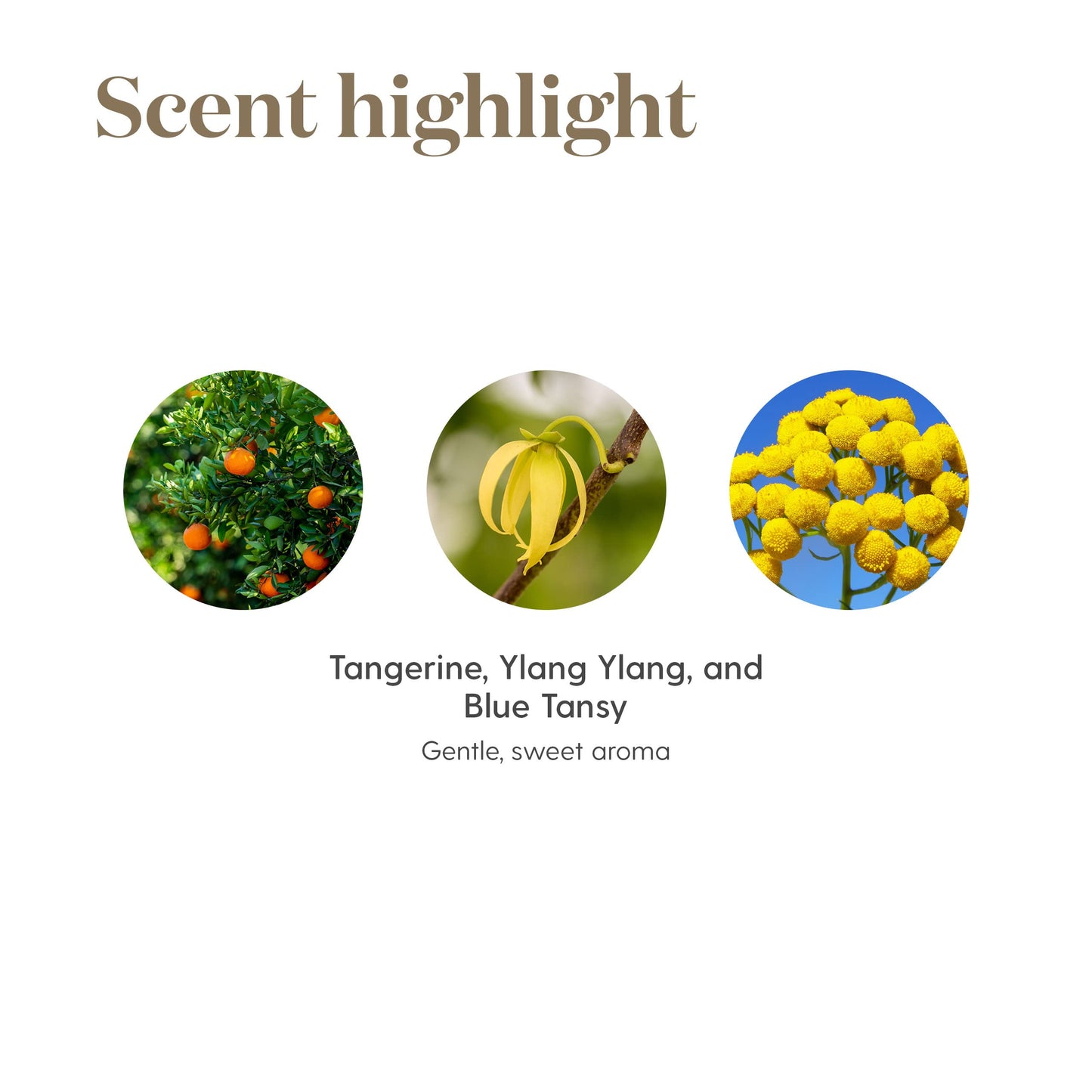 Young Living Peace & Calming Essential Oil 15ml – Calm & Tranquil Aromatherapy