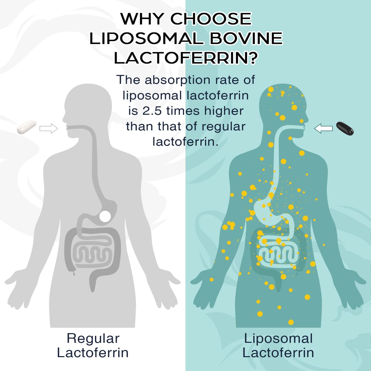 Pepeior Liposomal Bovine Lactoferrin 1000 mg – 60 Softgels (2 Bottles) | Iron Absorption & Immunity