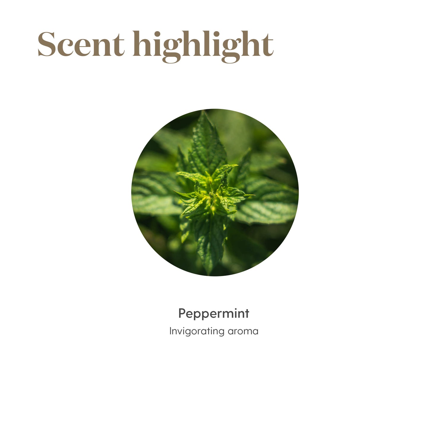 Young Living Peppermint Essential Oil 15ml – Fresh Minty Aroma for Diffusion & Topical Use