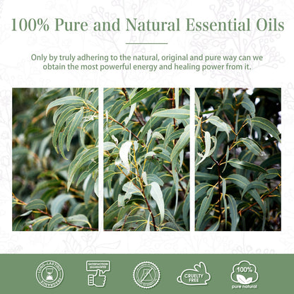 PHATOIL Eucalyptus Essential Oil 30ml – Pure Eucalyptus Oil for Diffusers, Aromatherapy & DIY Crafts