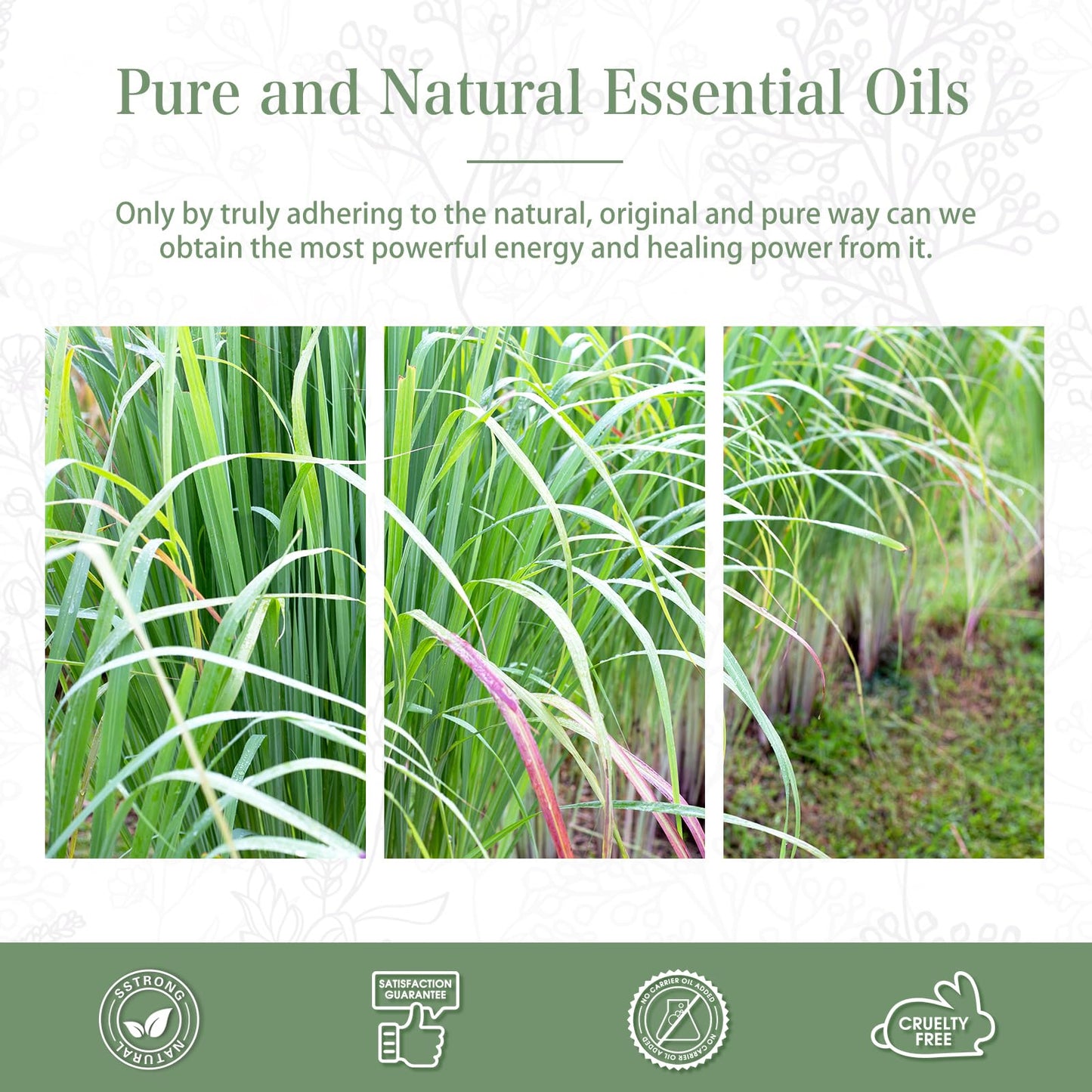 PHATOIL Lemongrass Essential Oil 100ml | Aromatherapy, Diffuser & Soap Making
