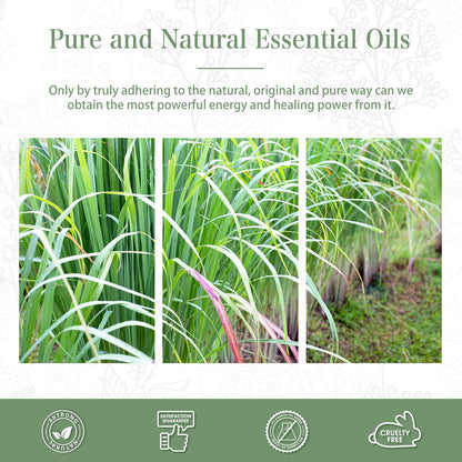 PHATOIL Lemongrass Essential Oil 100ml | Aromatherapy, Diffuser & Soap Making