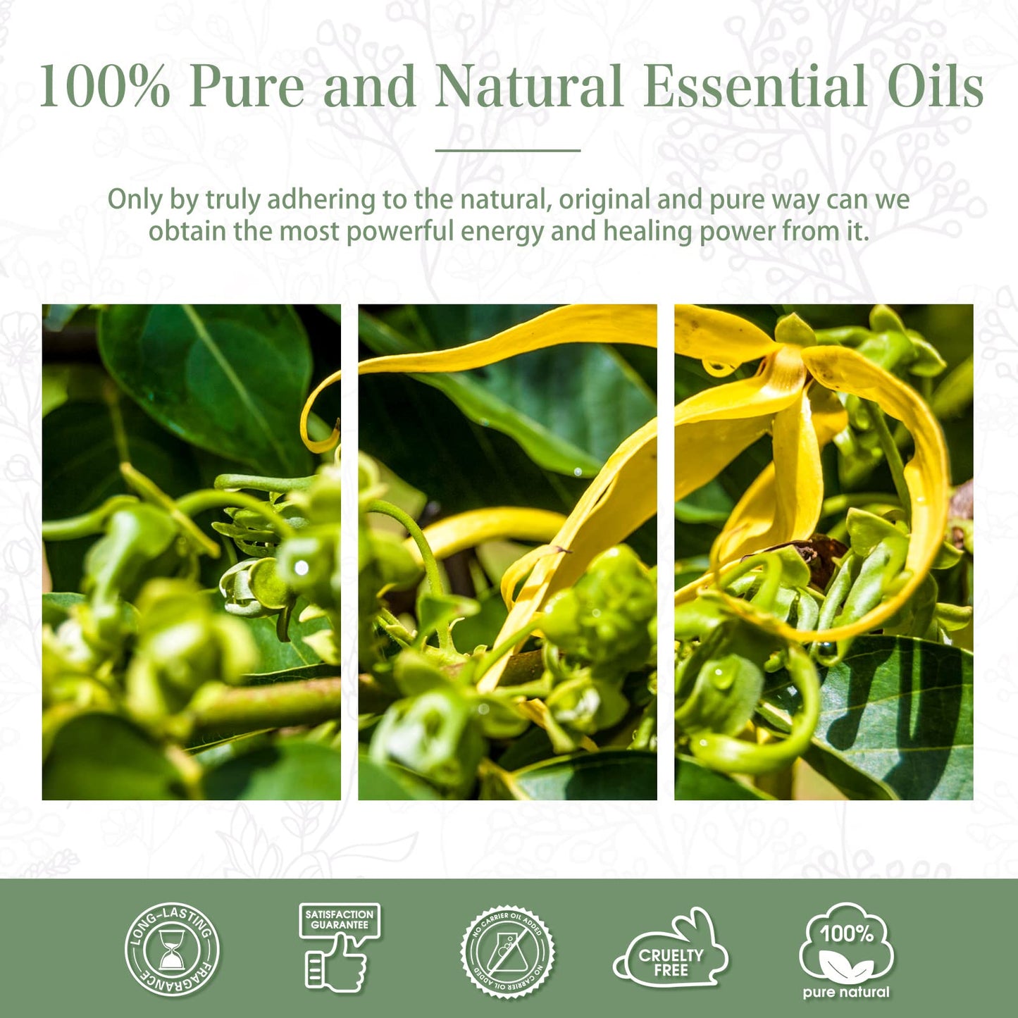 PHATOIL 100ML Ylang Ylang Essential Oil – Premium Essential Oils for Diffuser, Humidifier, Soap & Candle Making