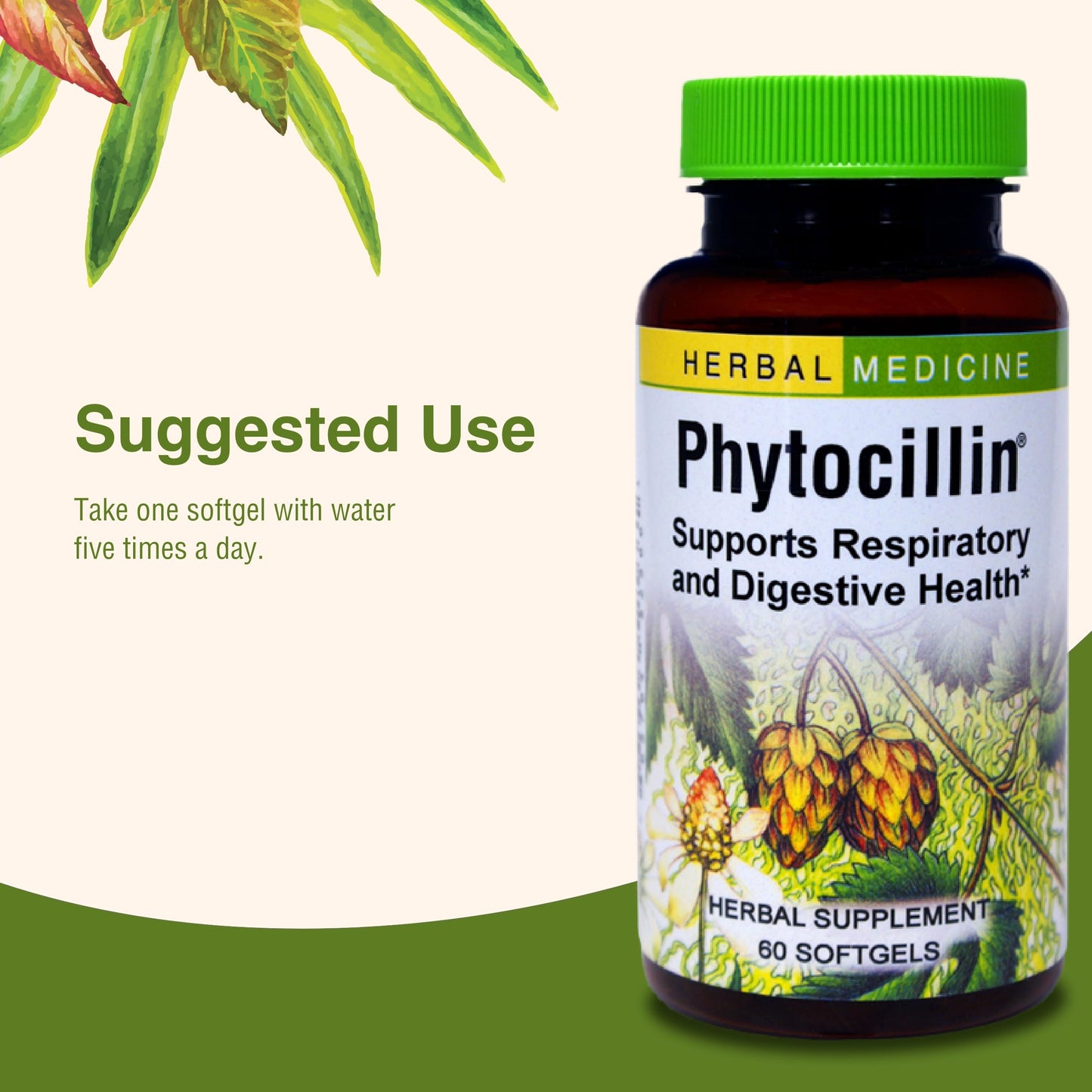 Herbs Etc. Phytocillin® 60-Count Softgels – Respiratory & Digestive Support
