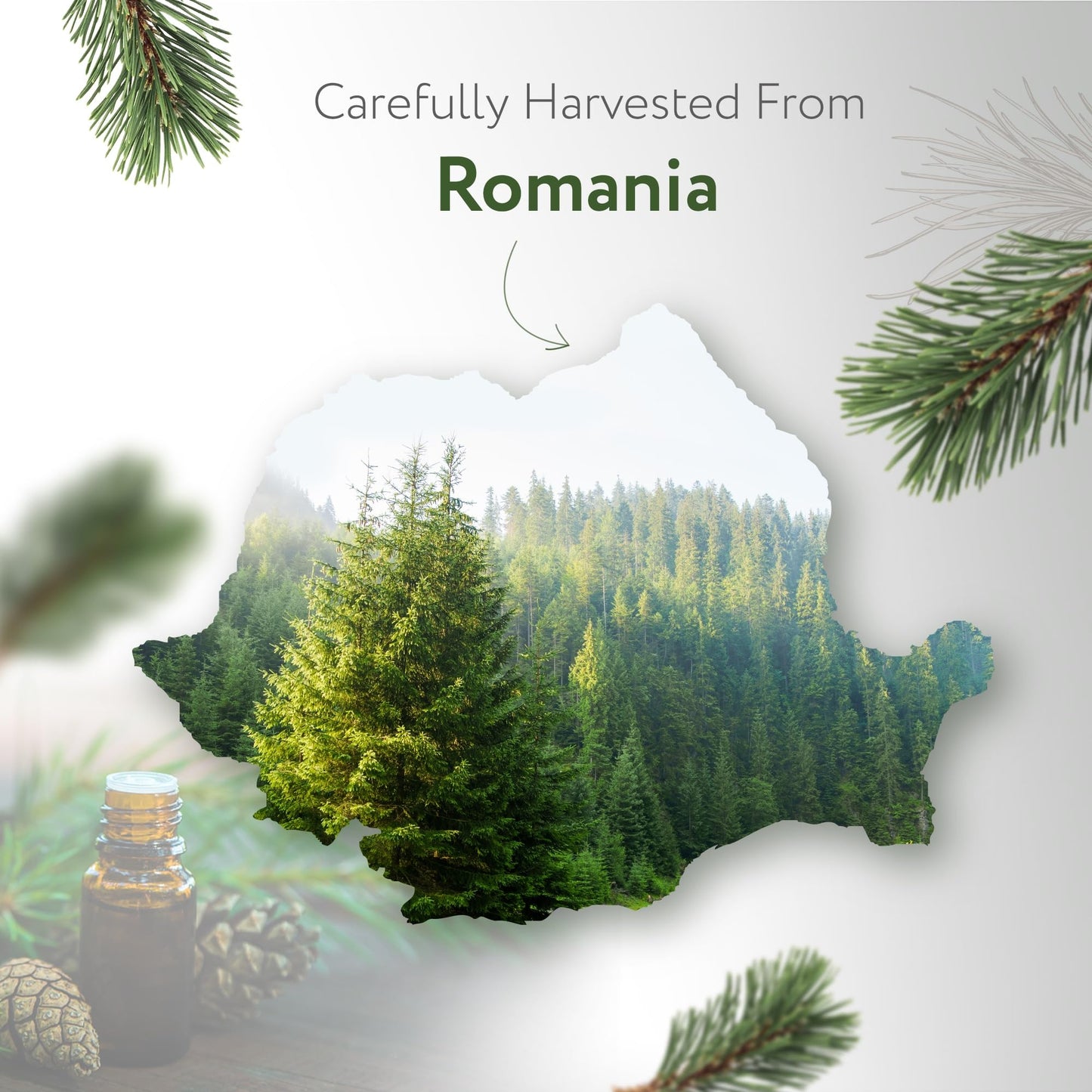 HBNO California Pine Needle Essential Oil 4 oz (120 ml) – Natural, Aromatherapy & DIY