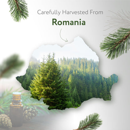 HBNO California Pine Needle Essential Oil 4 oz (120 ml) – Natural, Aromatherapy & DIY