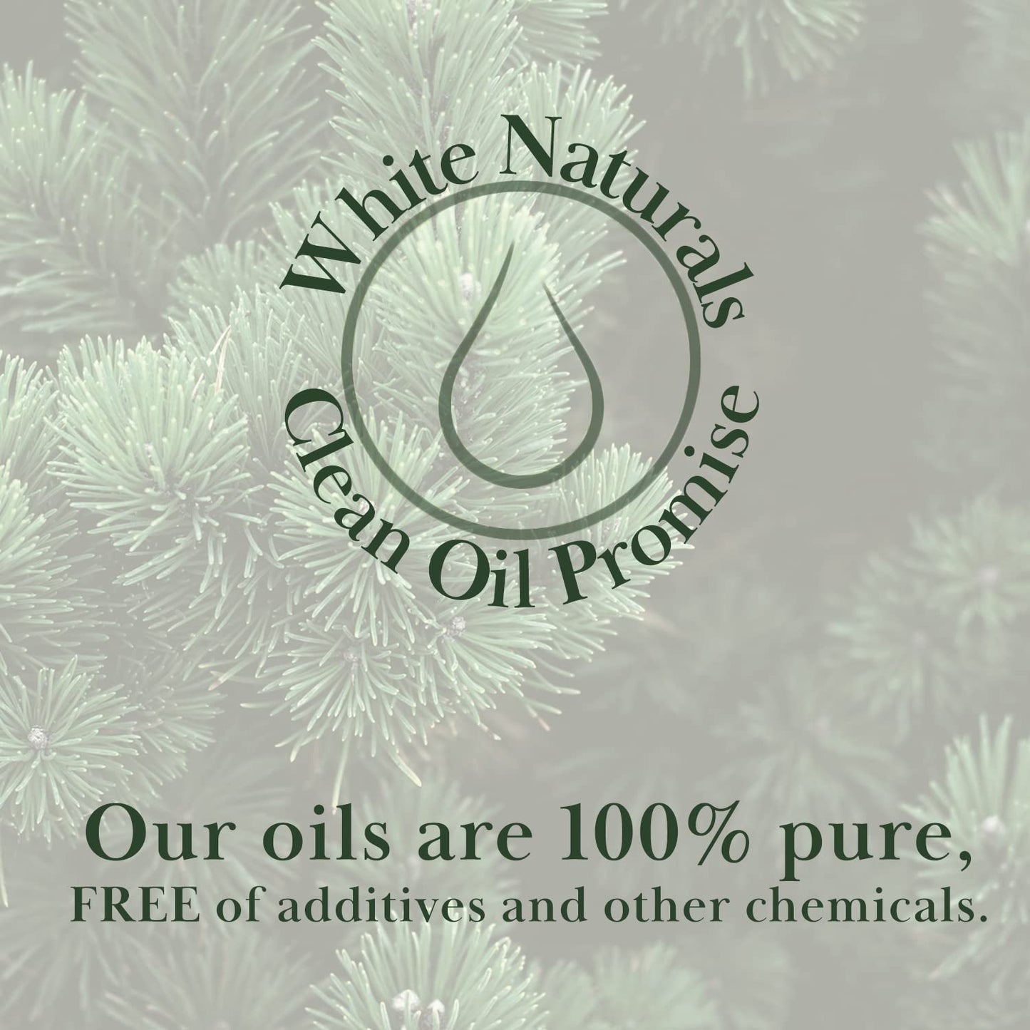 Pure Pine Essential Oil 1 oz – Premium Therapeutic Grade, Woodsy Fresh for Aromatherapy