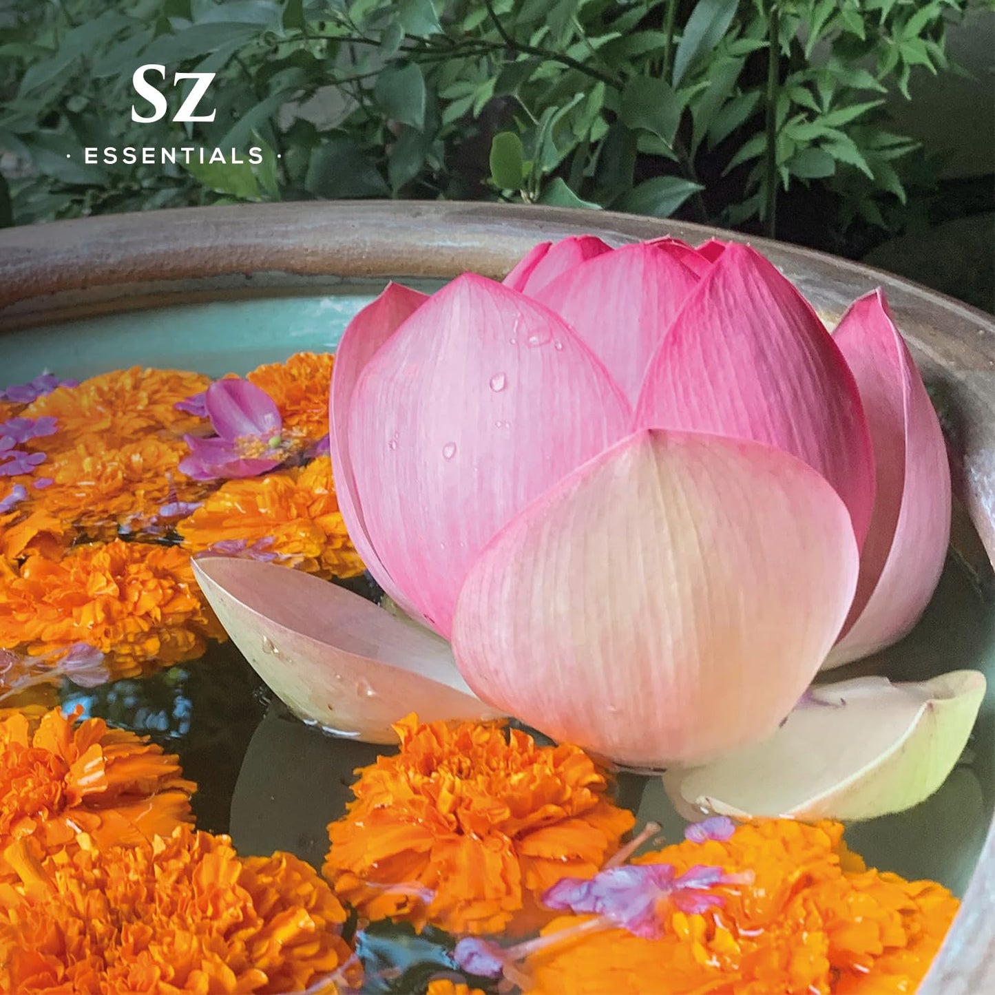 Sz Essentials Pink Lotus Essential Oil - 100% Pure, Nymphaea Nucifera, Therapeutic Grade