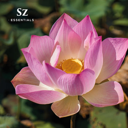 Sz Essentials Pink Lotus Essential Oil - 100% Pure, Nymphaea Nucifera, Therapeutic Grade
