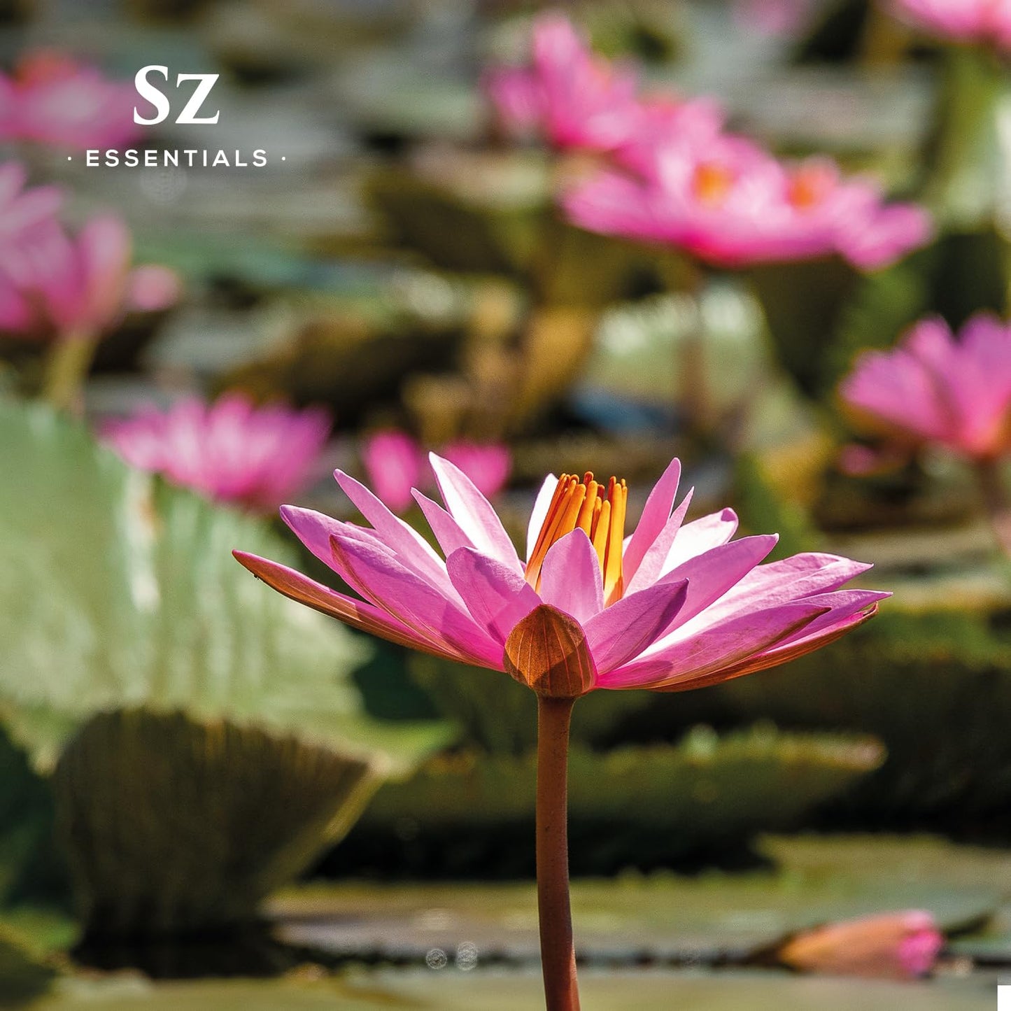 Sz Essentials Pink Lotus Essential Oil - 100% Pure, Nymphaea Nucifera, Therapeutic Grade