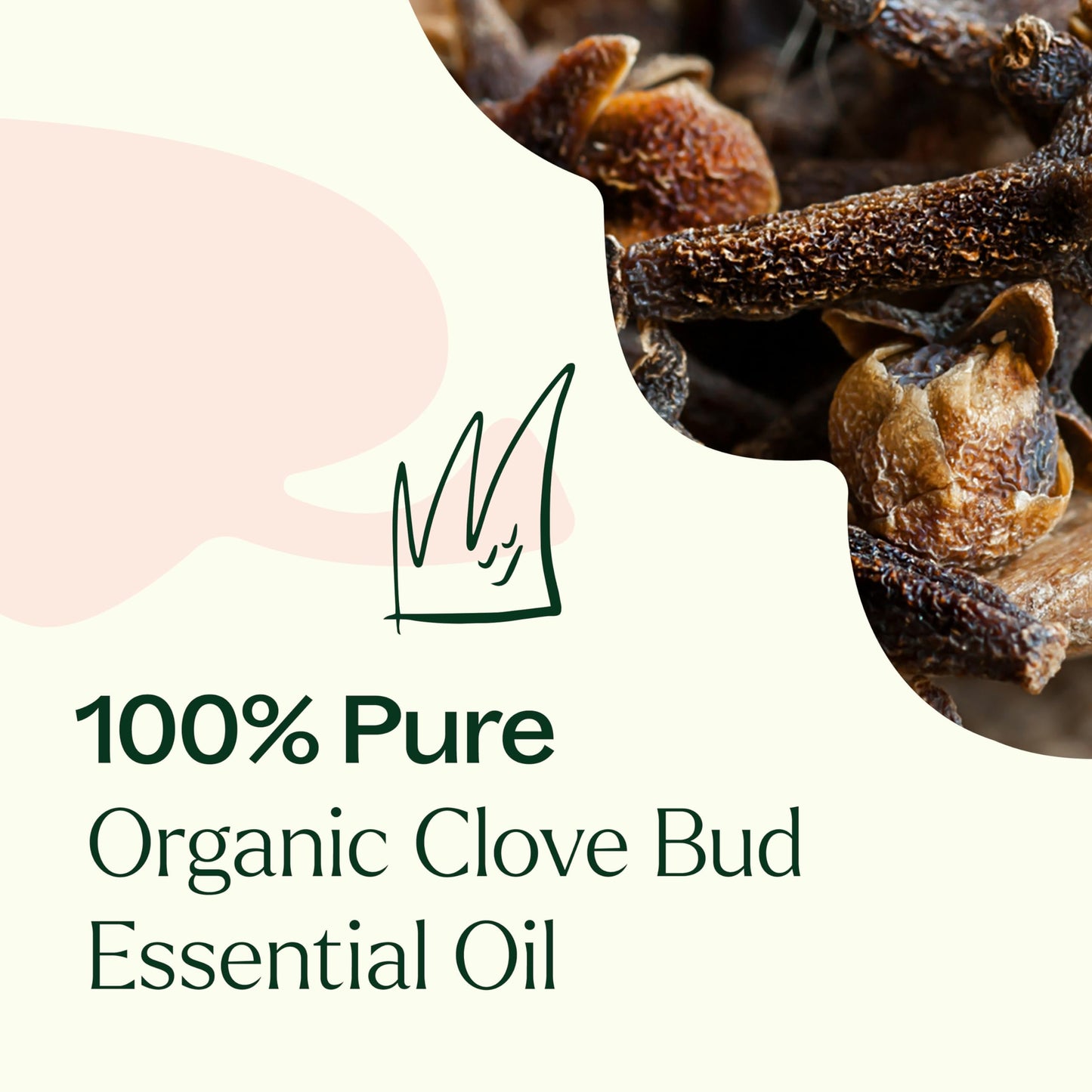 Plant Therapy Clove Bud Organic Essential Oil – 100% Pure, USDA Organic, 10 mL