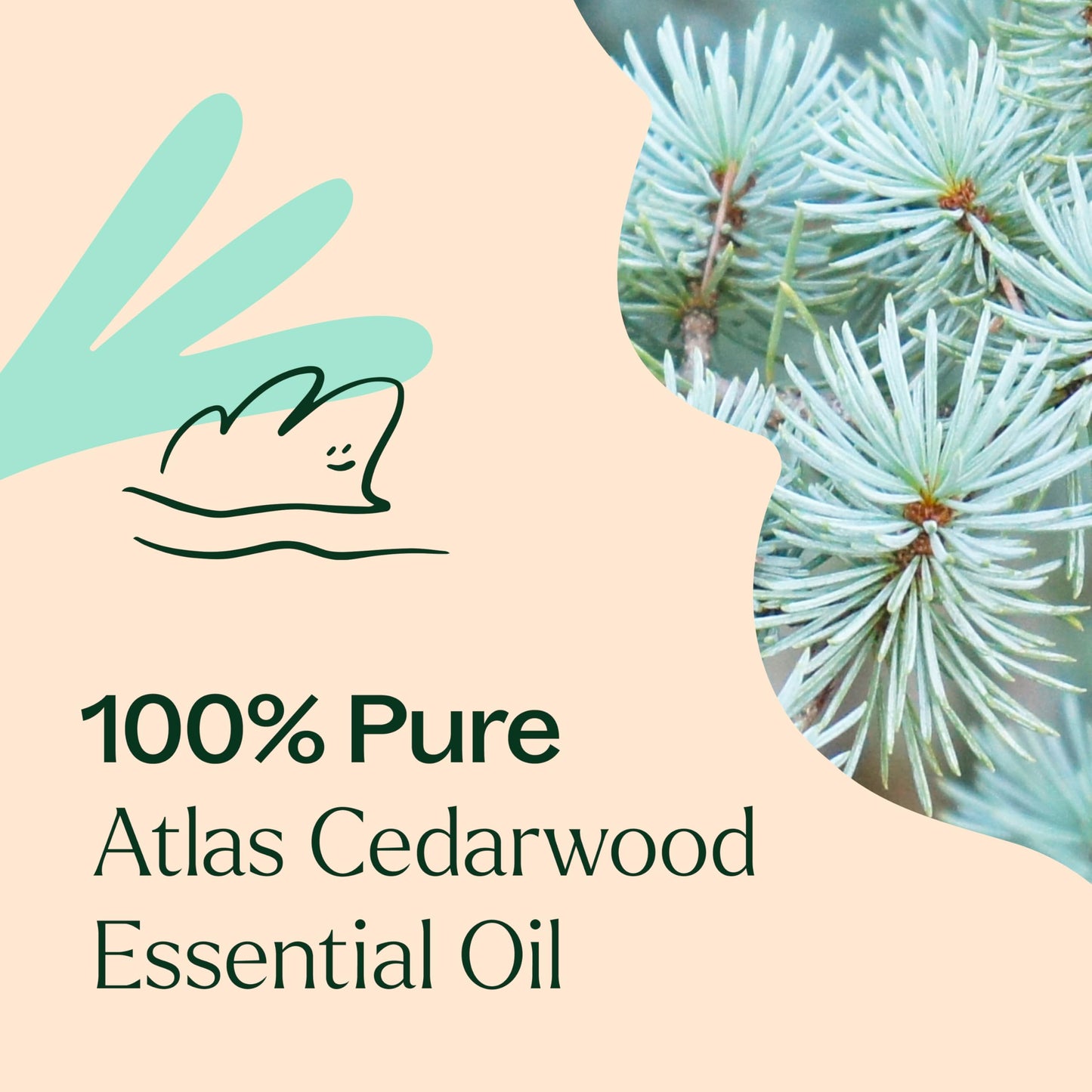 Plant Therapy Atlas Cedarwood Essential Oil – 100% Pure, USDA Organic, 10 mL