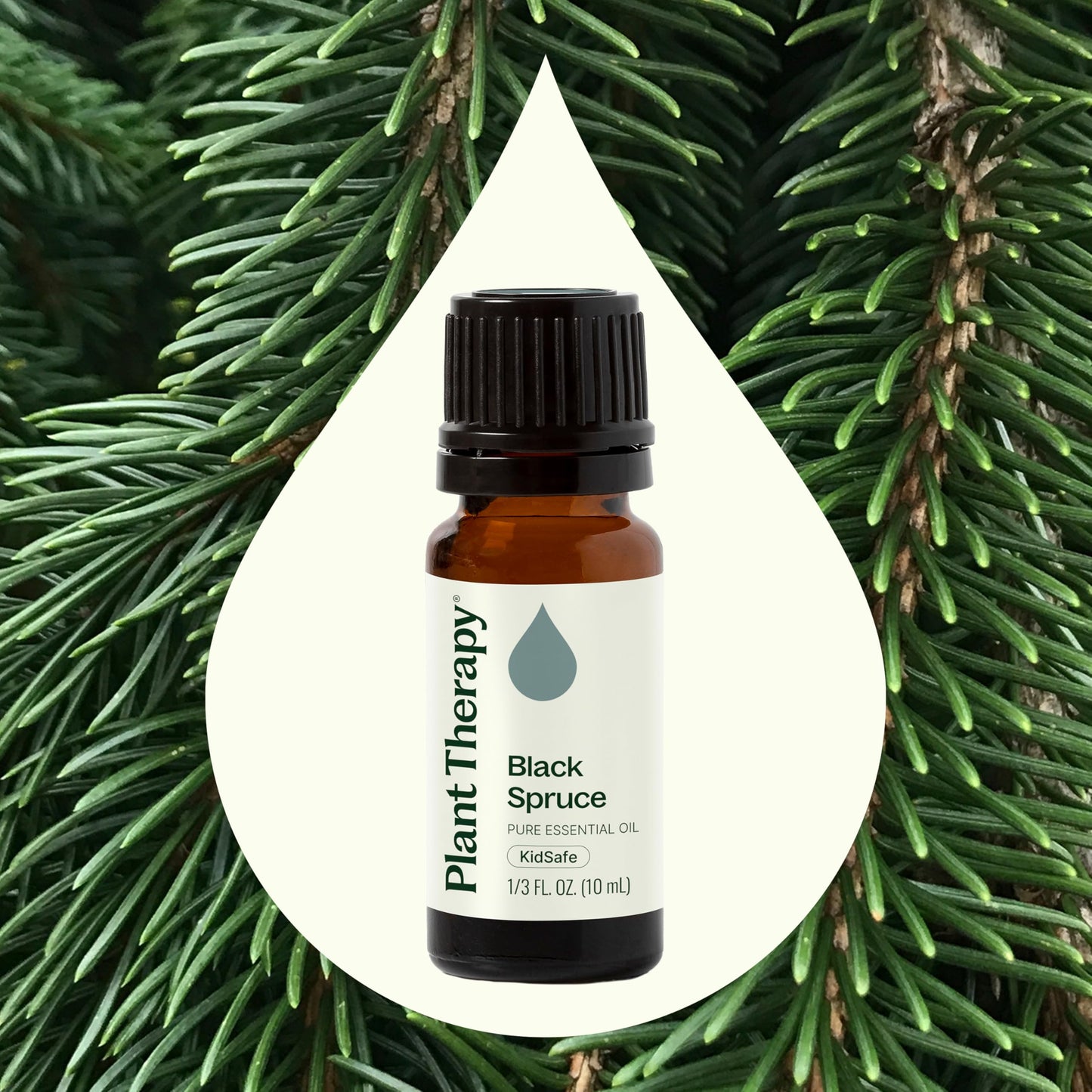 Plant Therapy Black Spruce Essential Oil 10 mL | 100% Pure, Therapeutic Grade