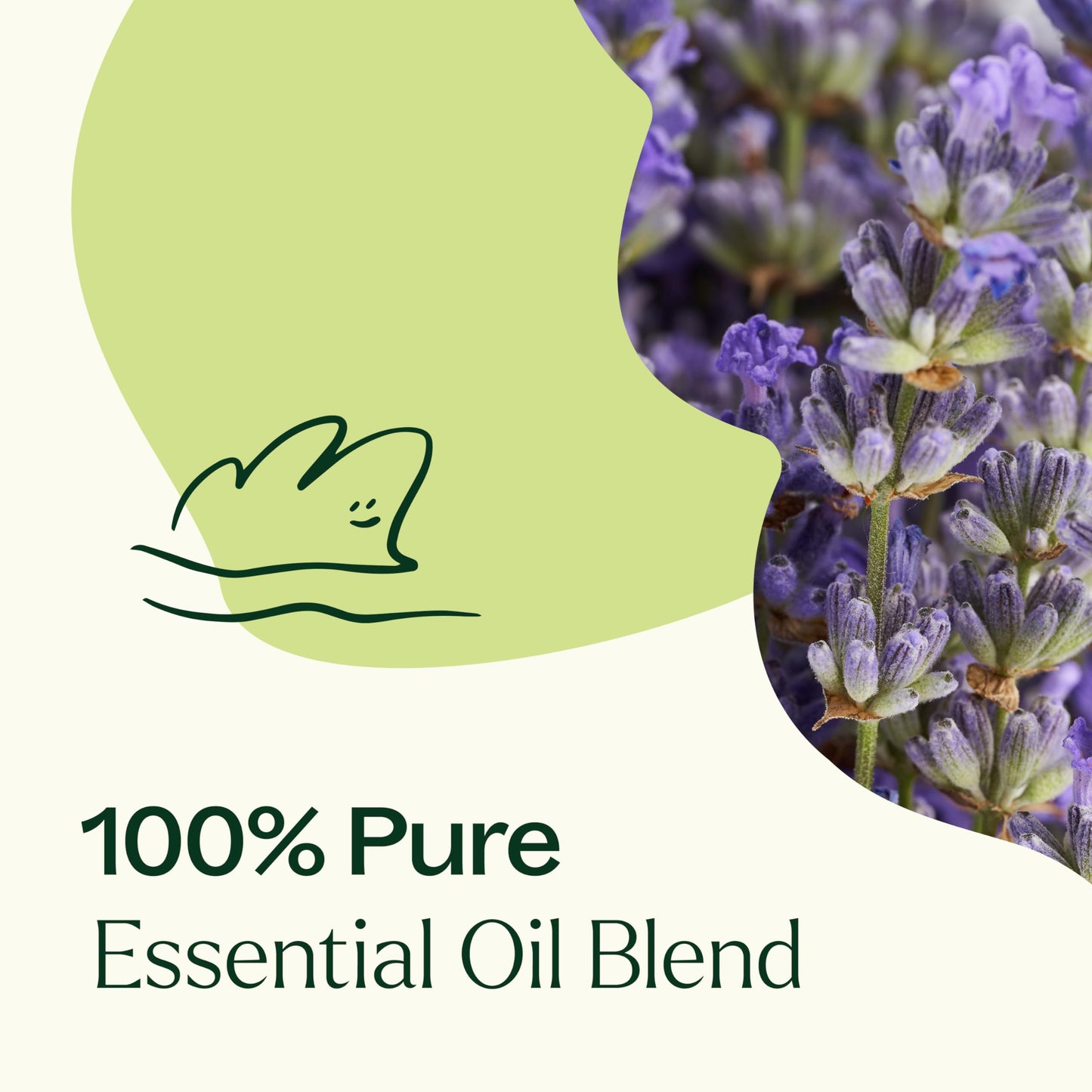Plant Therapy Blissful Dreams Essential Oil Blend – Relaxation & Rest, 10 mL