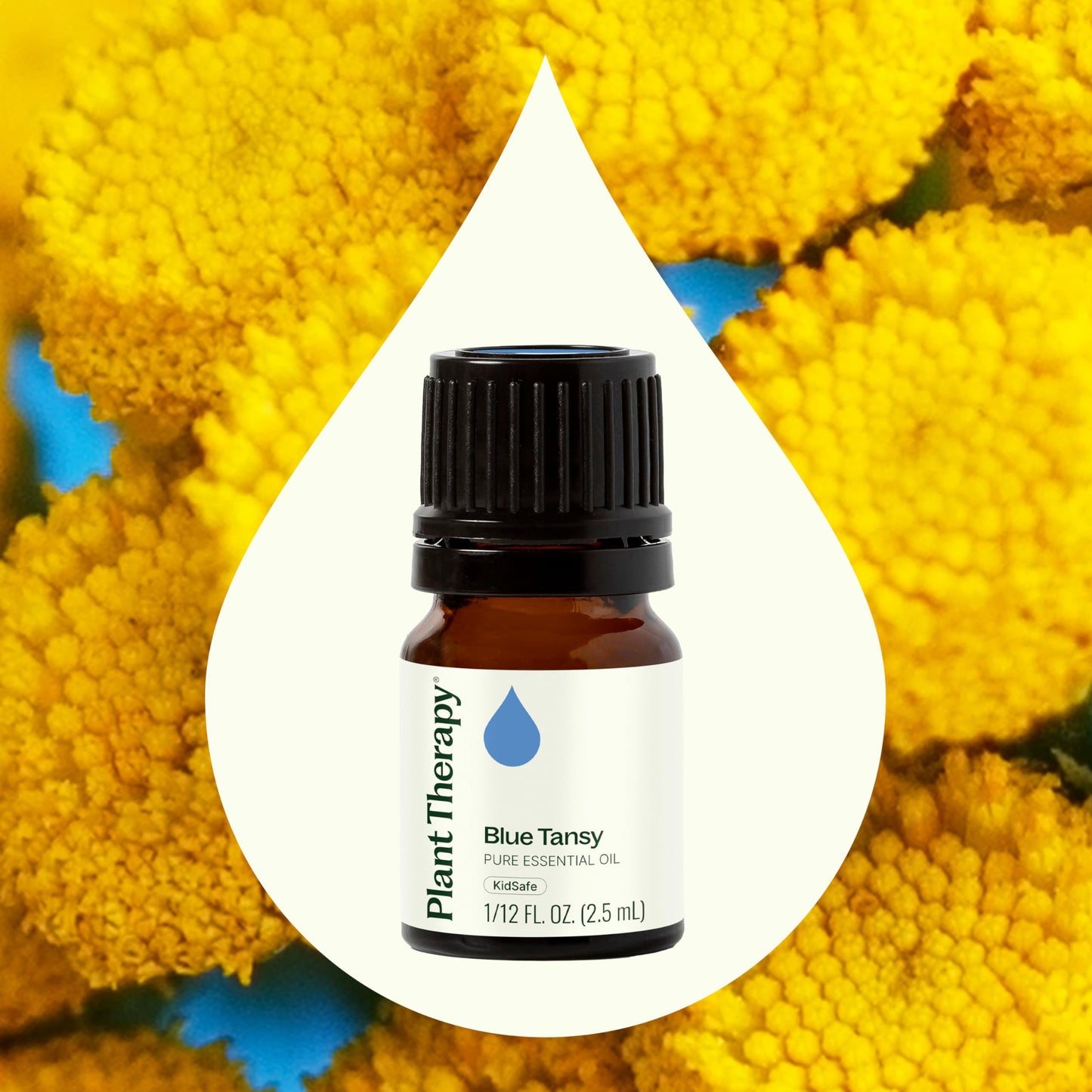 Plant Therapy Blue Tansy Essential Oil 2.5 mL — Pure & Therapeutic Grade