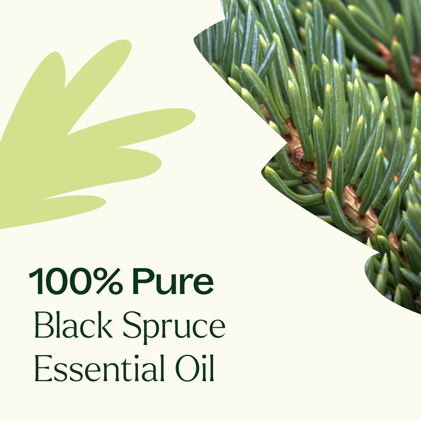 Plant Therapy Black Spruce Essential Oil 10 mL | 100% Pure, Therapeutic Grade
