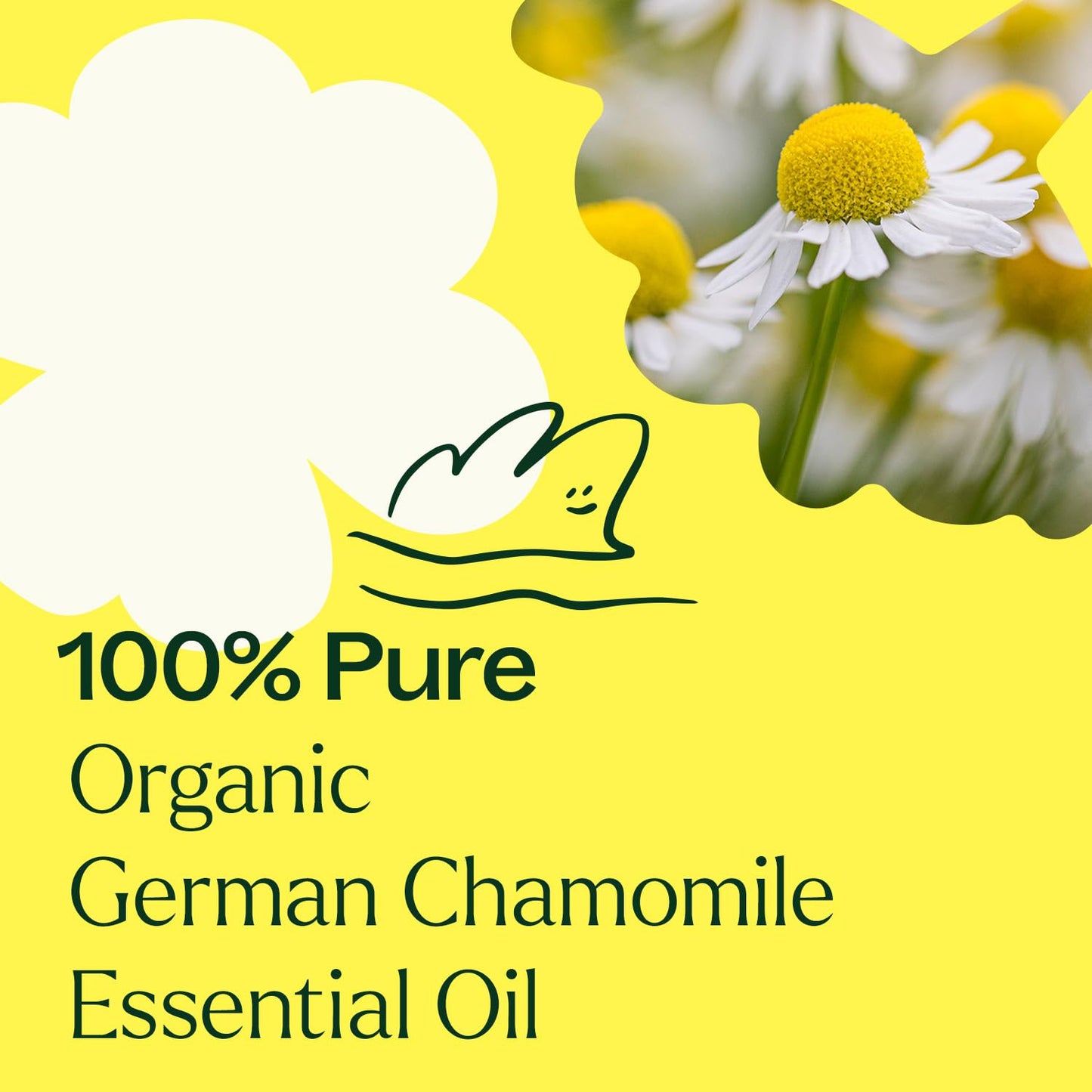 Plant Therapy Organic German Chamomile Essential Oil 2.5 mL – 100% Pure, Undiluted, Therapeutic Grade