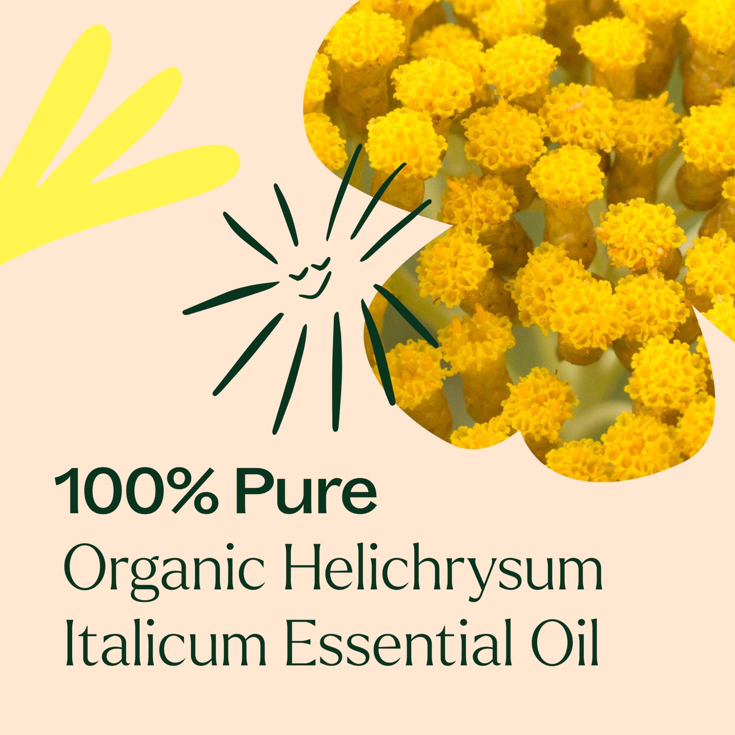 Plant Therapy Helichrysum Italicum Essential Oil 2.5 mL – 100% Pure, USDA Organic, Therapeutic Grade