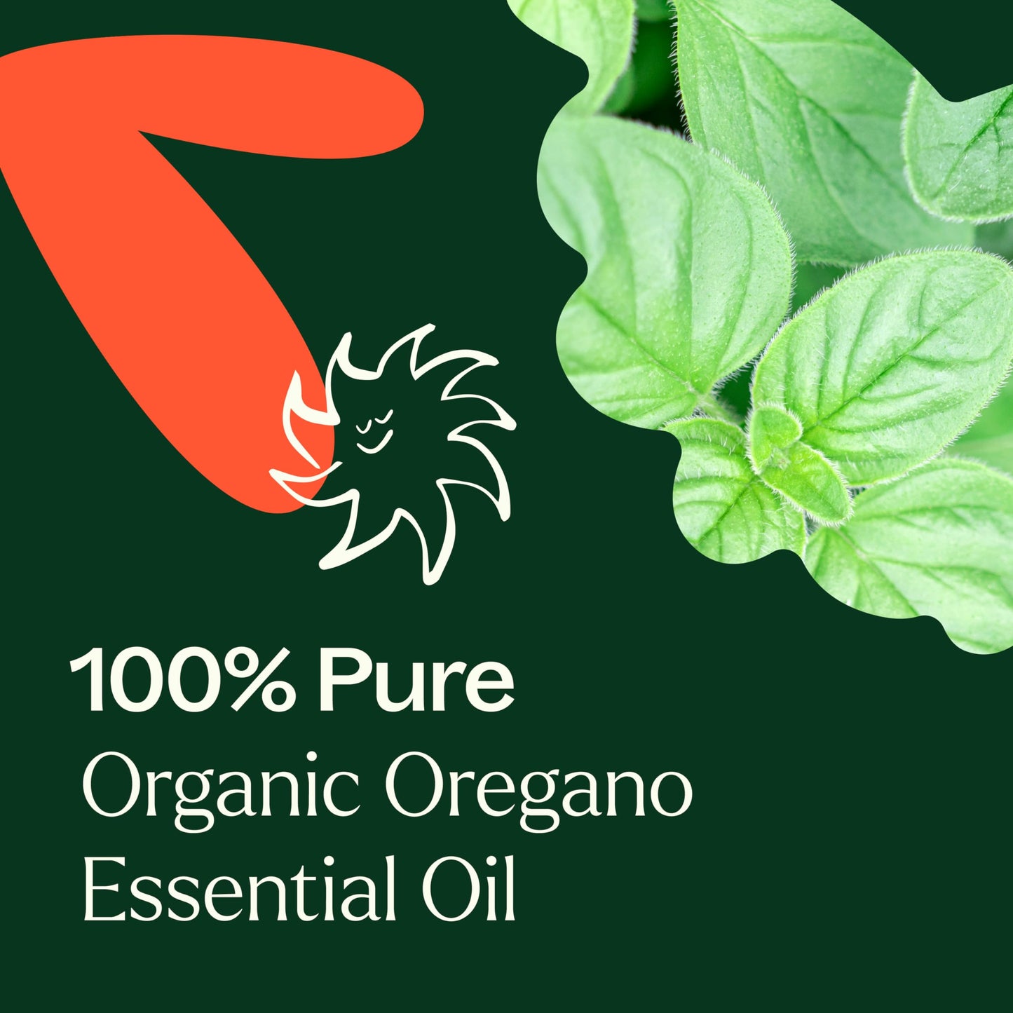 Plant Therapy Organic Oregano Essential Oil 100% Pure – USDA Organic, Therapeutic Grade 10 mL