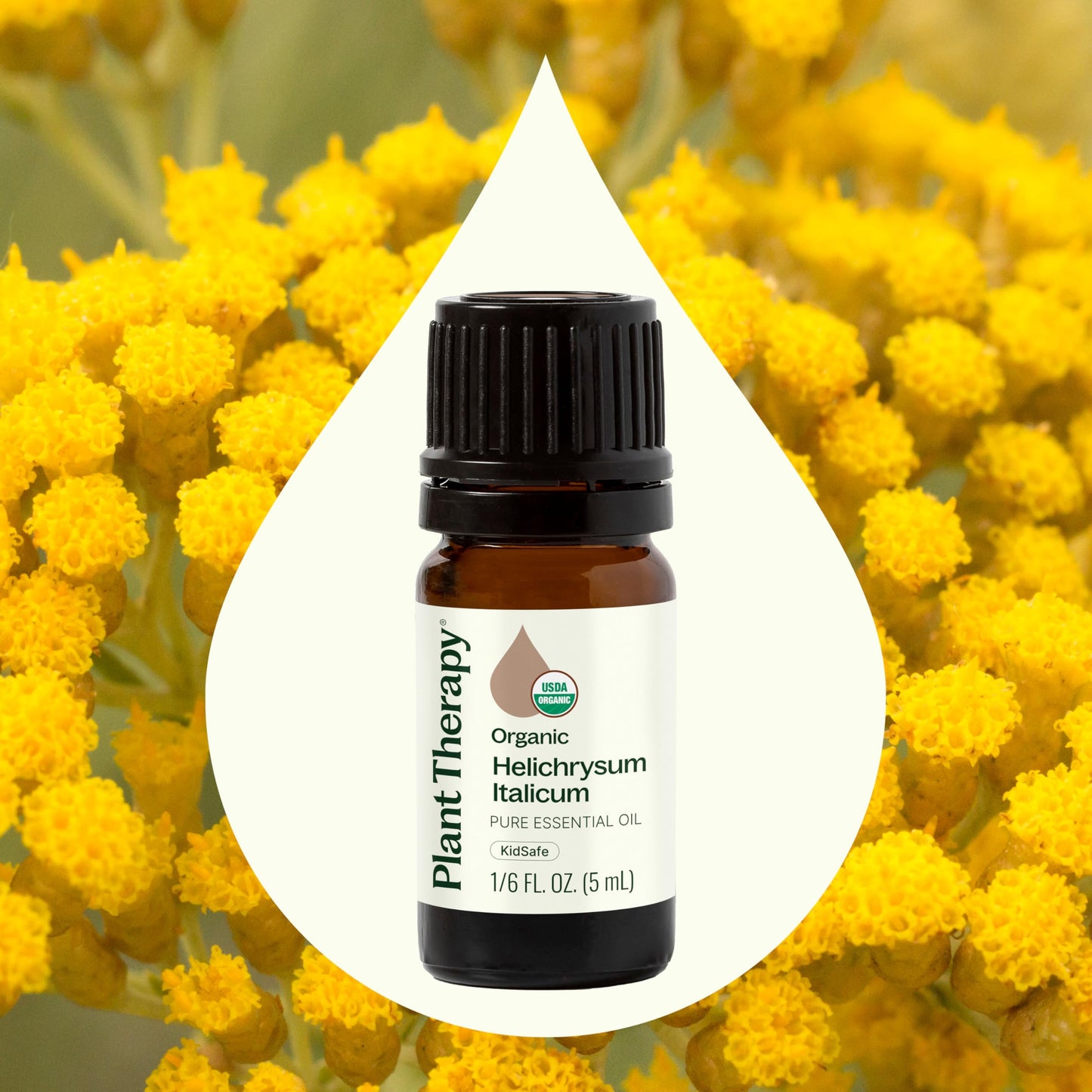 Plant Therapy Organic Helichrysum Italicum Essential Oil – 100% Pure, USDA Organic, 5 mL