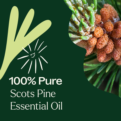 Plant Therapy Scots Pine Essential Oil 10 mL (1/3 oz) - 100% Pure, Undiluted, Therapeutic Grade