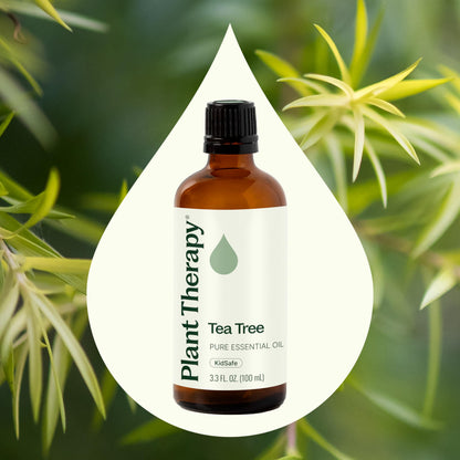 Tea Tree Essential Oil by Plant Therapy – 100% Pure, 100 mL (3.3 oz)