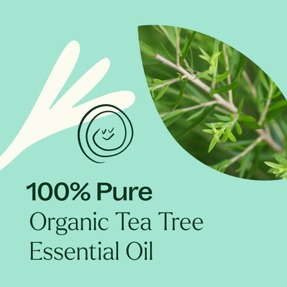 Plant Therapy Tea Tree Oil 100% Pure Organic (Melaleuca) - USDA Certified, 10 mL