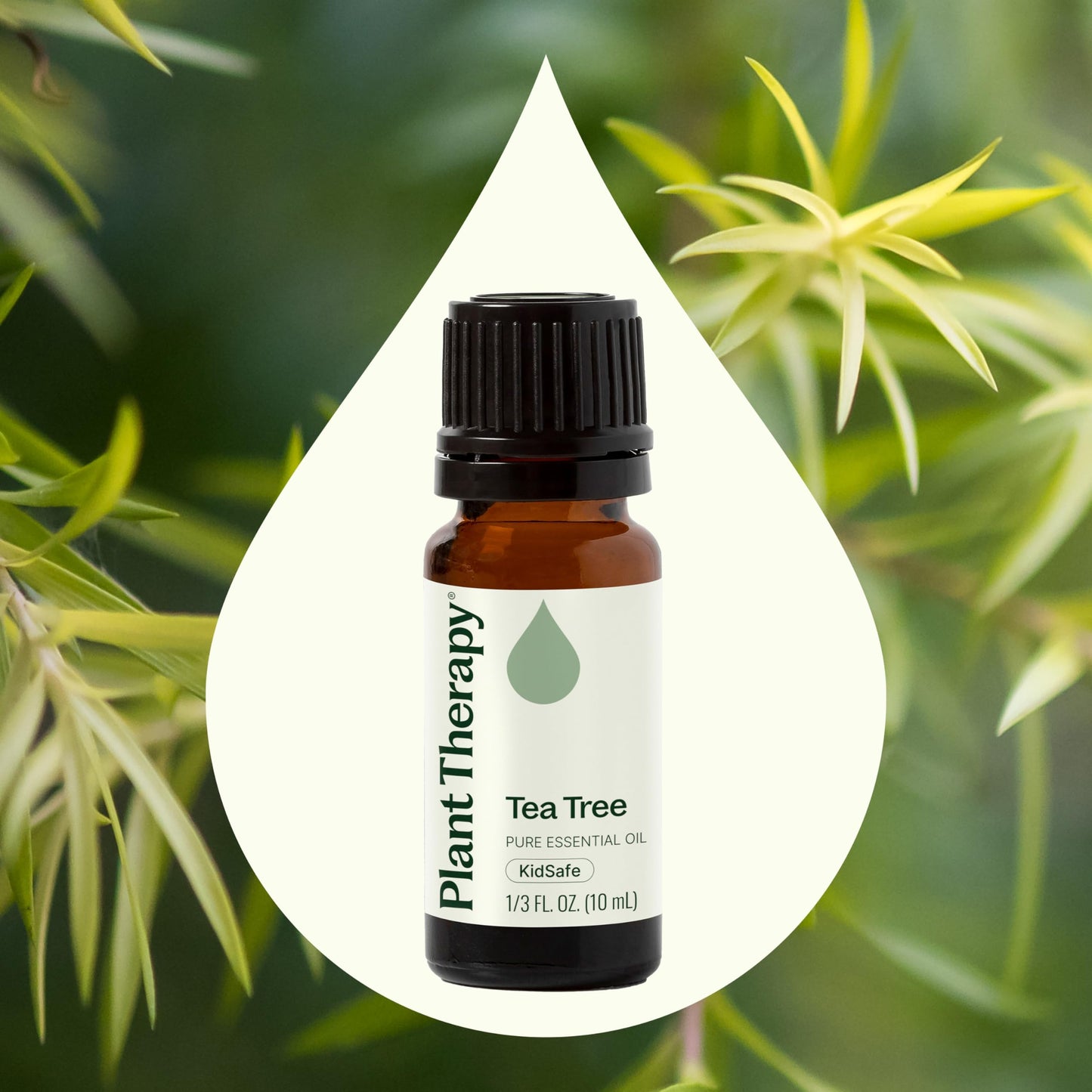 Tea Tree Essential Oil - 100% Pure & Undiluted (10 mL) | Plant Therapy
