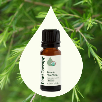 Plant Therapy Tea Tree Oil 100% Pure Organic (Melaleuca) - USDA Certified, 10 mL