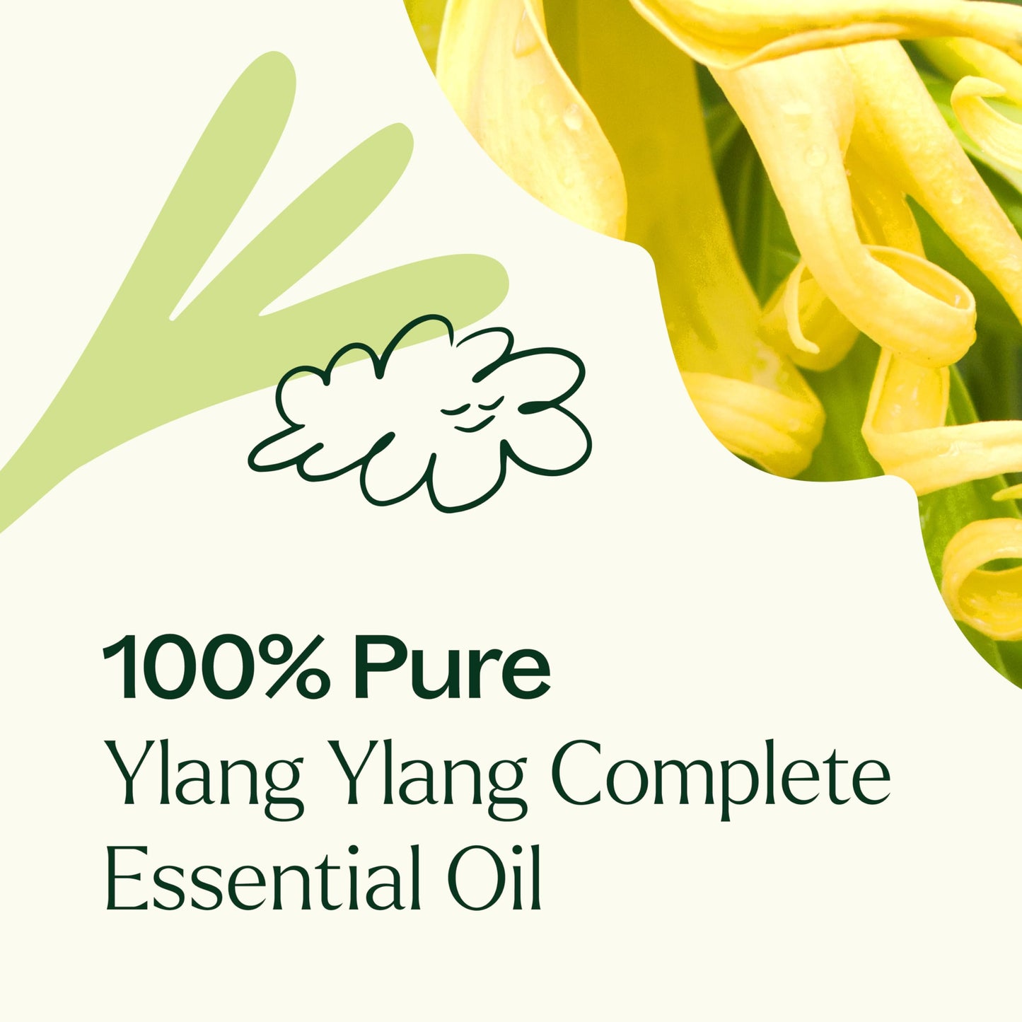 Plant Therapy Ylang Ylang Complete Essential Oil – 100% Pure, Undiluted, Therapeutic Grade, 10 mL