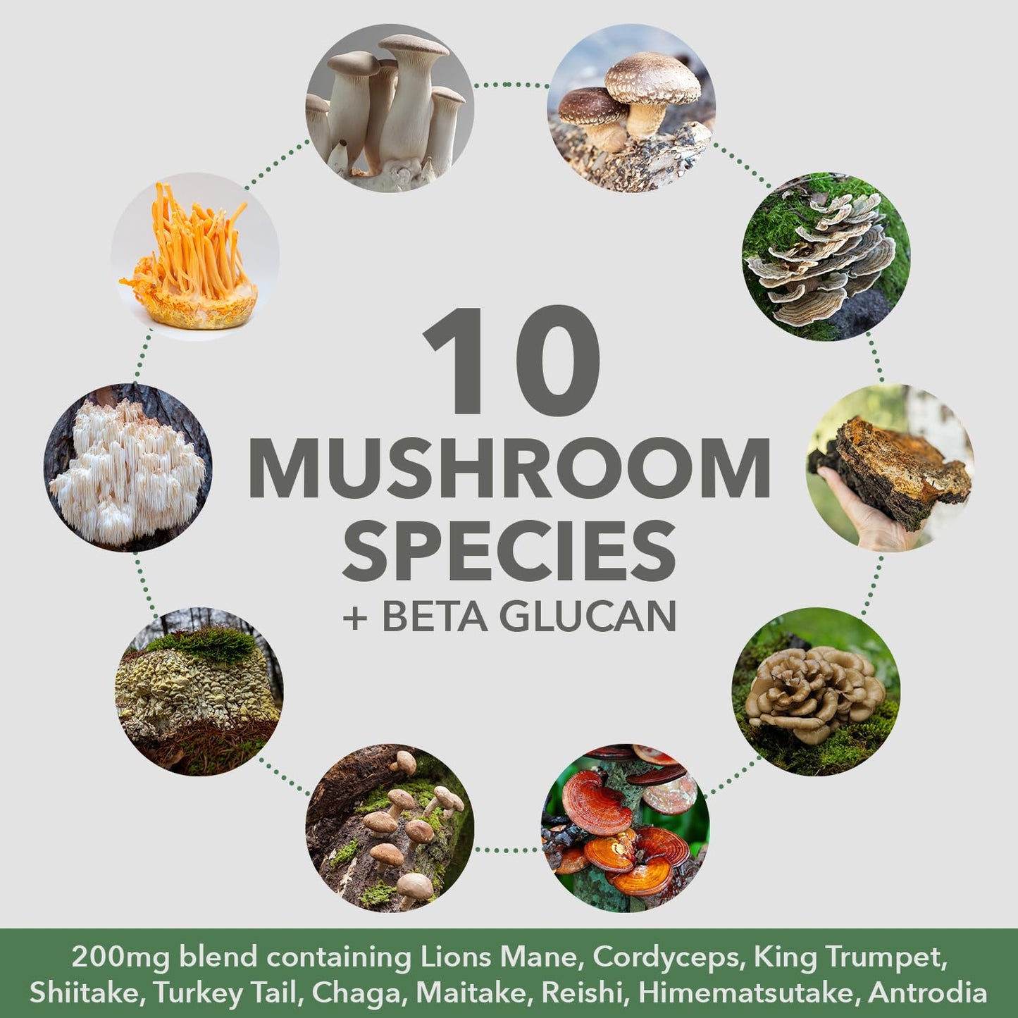 PlantFusion Mushroom Protein Powder – 3 in 1 Vegan Protein, Adaptogen, Chocolate 1lb