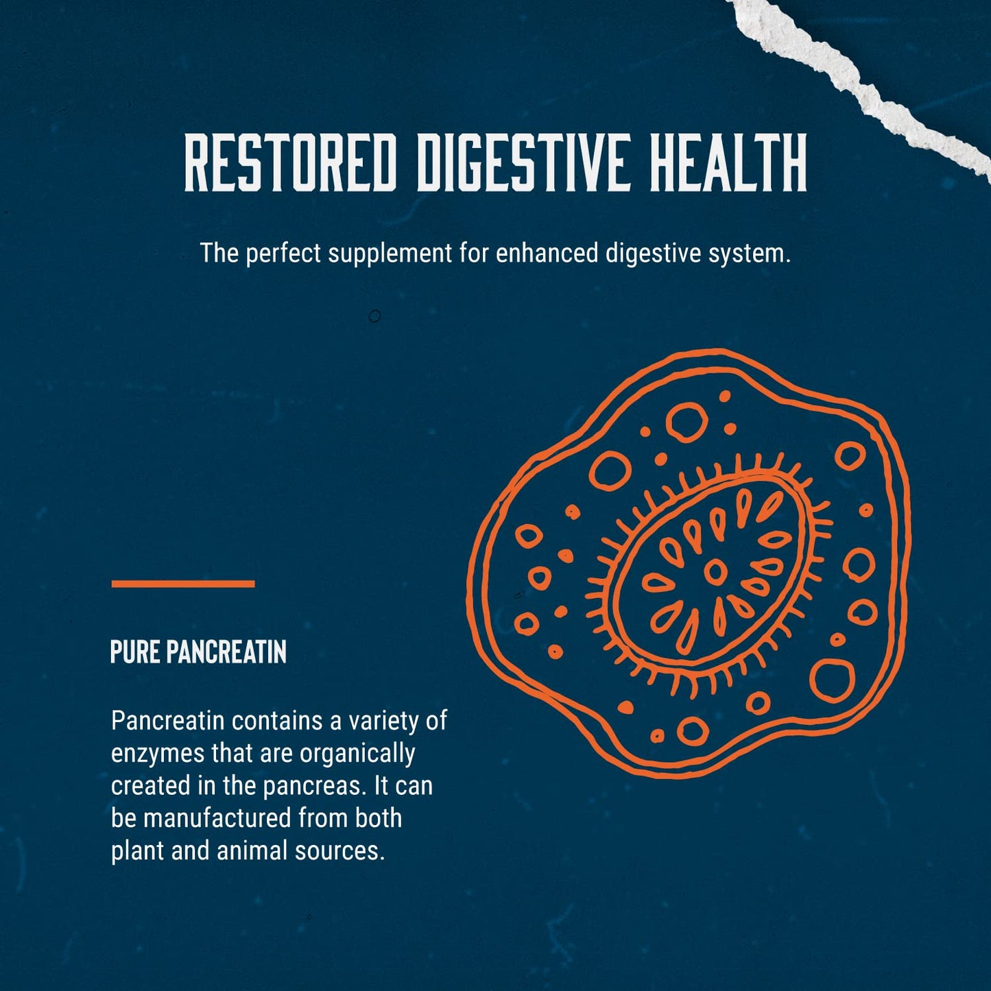 Digestive Enzyme Supplements for Gut Health - Pancreatin Digestive Enzymes for Digestion Upset Stomach Relief and Leaky Gut Repair - Pure Enzymes Digestion Supplement Women and Men