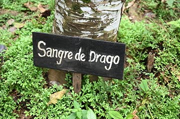 Raw Garden Dragon's Blood Original – 1 Oz Peruvian Sangre De Drago Concentrate