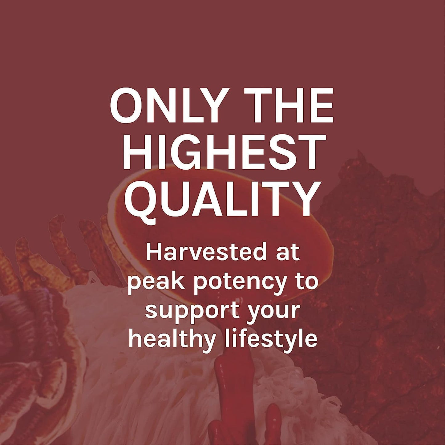 Host Defense Reishi Extract - Heart & Immune Support | 1 fl oz