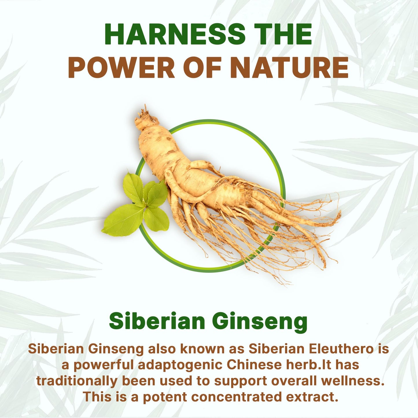 Go Nutra Siberian Ginseng - Eleuthero Root Powder 4:1 Extract | Energy & Stamina | Non-GMO | 4 oz